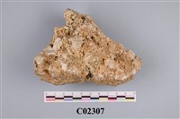 藏品(珊瑚化石)的圖片